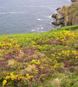 La Réserve du Cap Sizun près d'Audierne dans le Finistère La Réserve du Cap Sizun près d'Audierne dans le Finistère