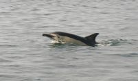 Dauphin du cap Sizun